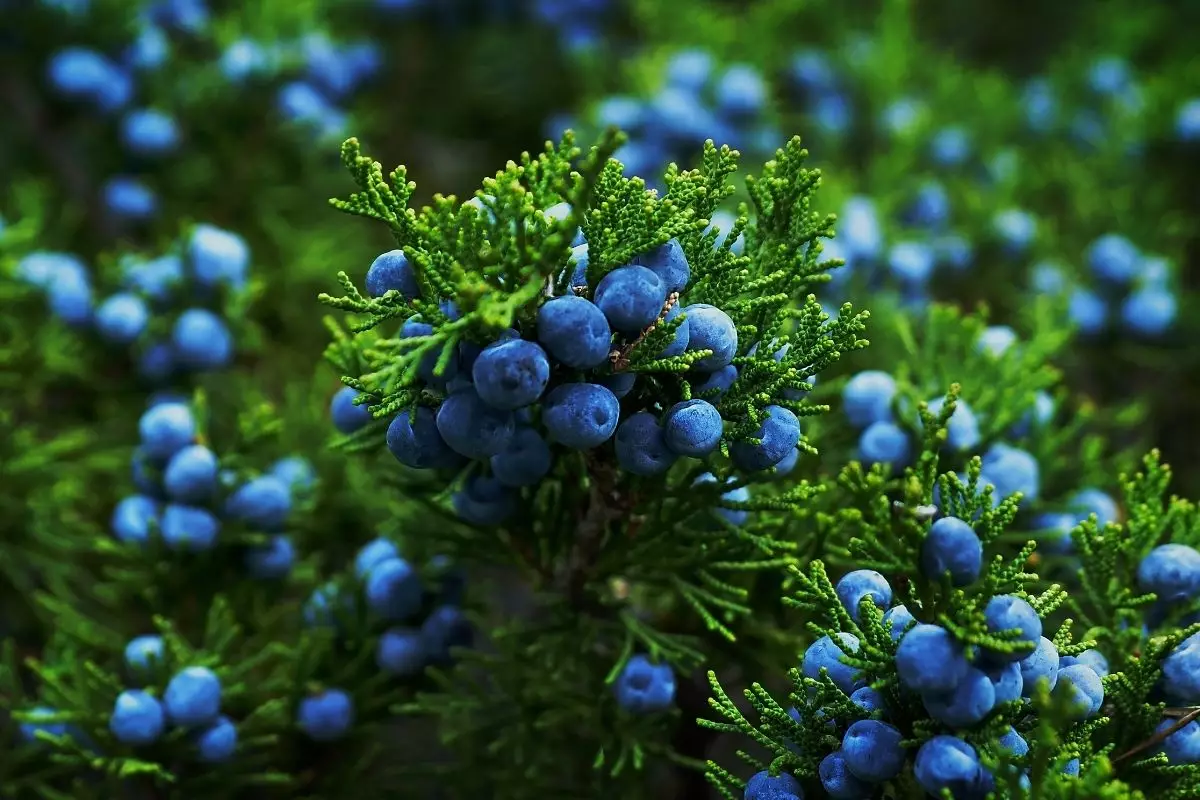 Zimbro: descubra o jeito certo de plantar essa especiaria - reprodução: Canva