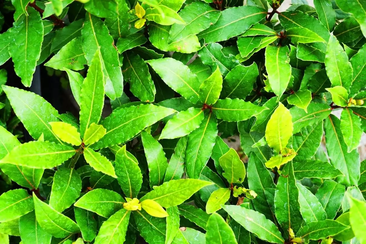 Aprenda como fazer muda de louro sem mistérios; Saiba mais agora