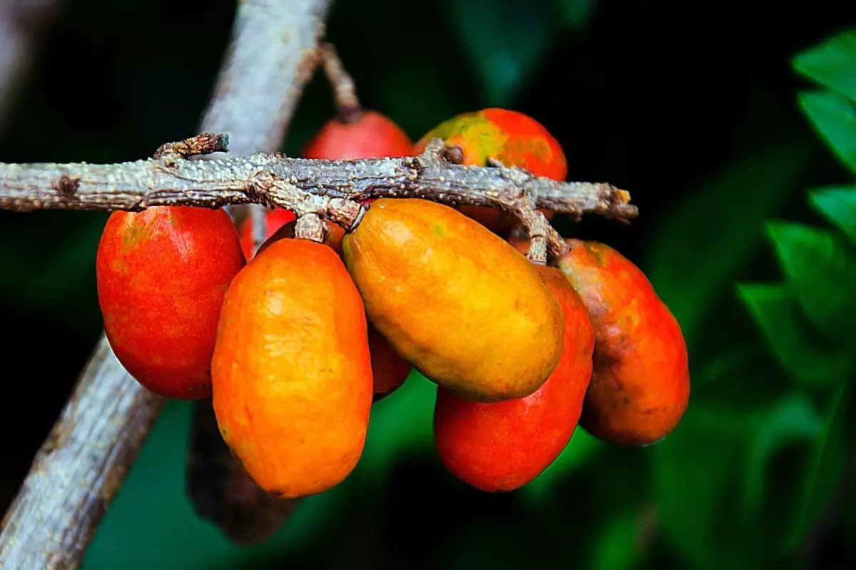 Seriguela: aprenda como plantar essa árvore com frutos tão deliciosos; Saiba mais - reprodução: Canva