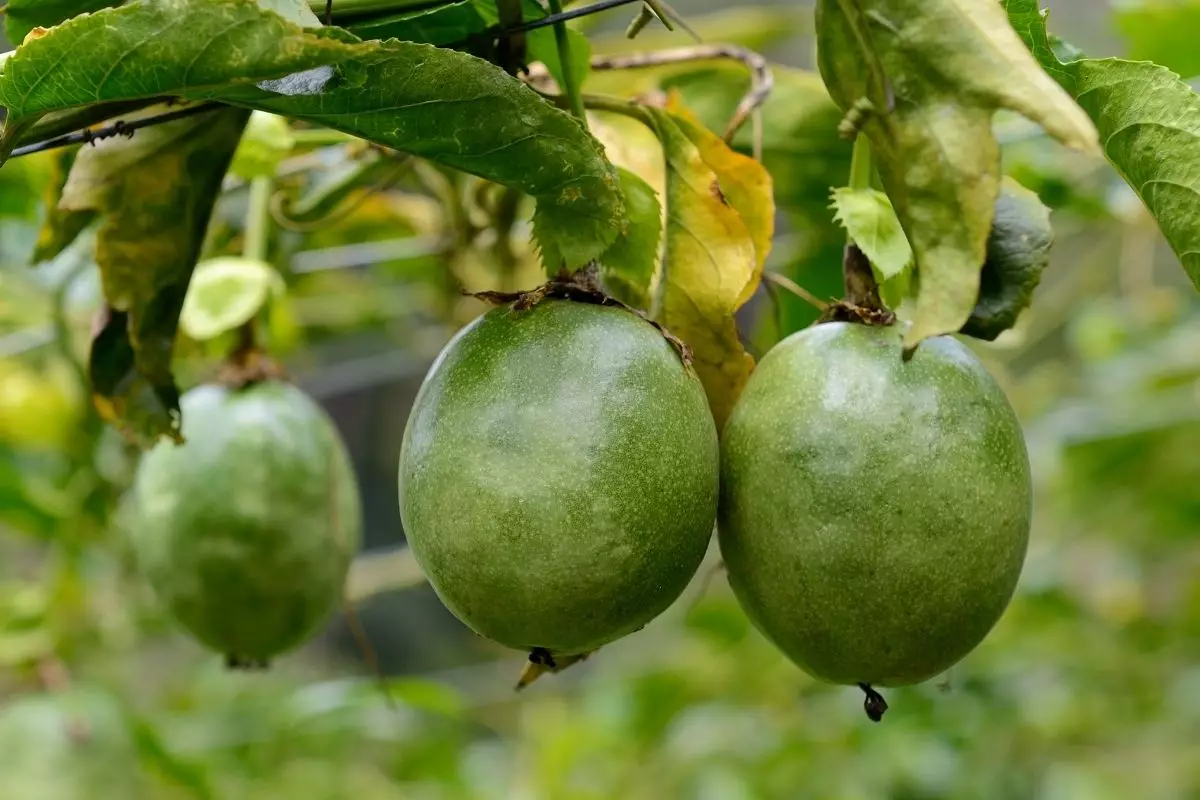 Descubra como plantar maracujá em casa; Saiba mais agora mesmo - reprodução: Canva