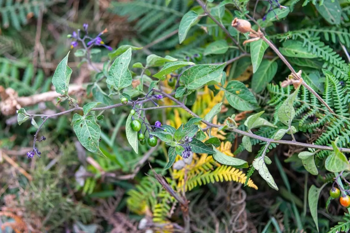 Dormideira: saiba como plantar essa espécie fofa no seu jardim - reprodução: Canva