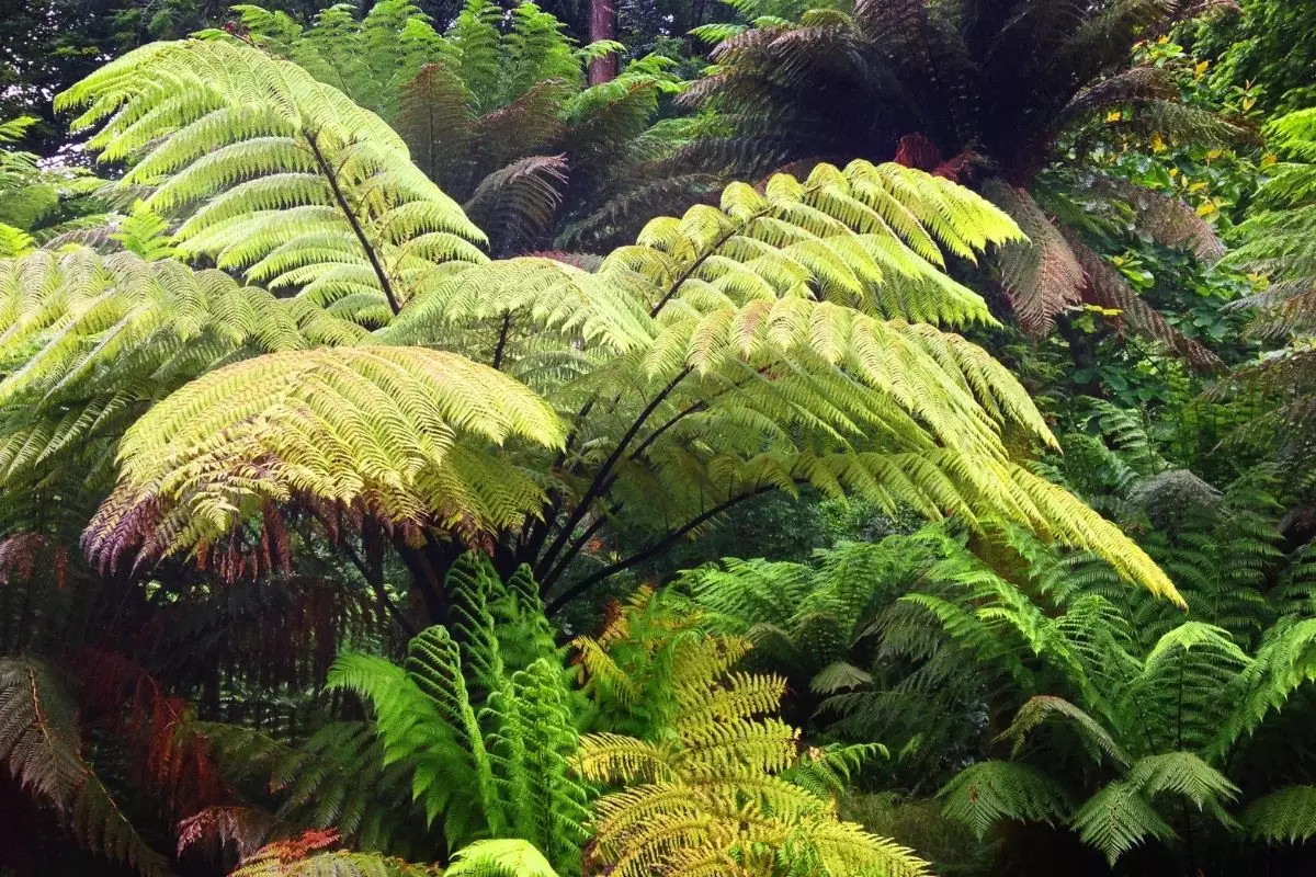 Descubra como plantar xaxim da forma correta - reprodução: Canva