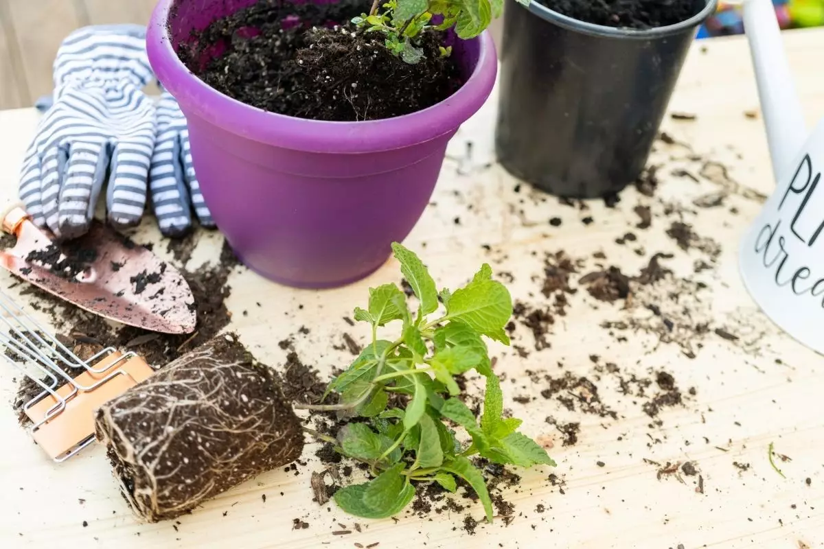 Hortelã: saiba como fazer o plantio dessa espécie em casa; Confira mais