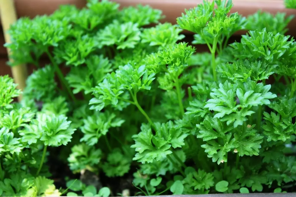 Descubra como plantar salsinha em casa e deixar sua horta com mais opções - reprodução: Canva