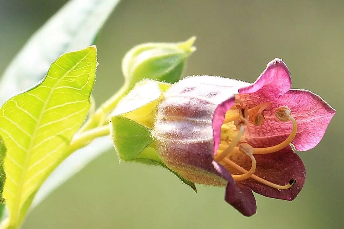 Beladona: saiba quais os cuidados que se deve ter com essa planta tóxica - reprodução: Canva