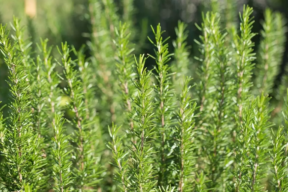 Aprenda agora mesmo como plantar alecrim sem mistério - reprodução: Canva