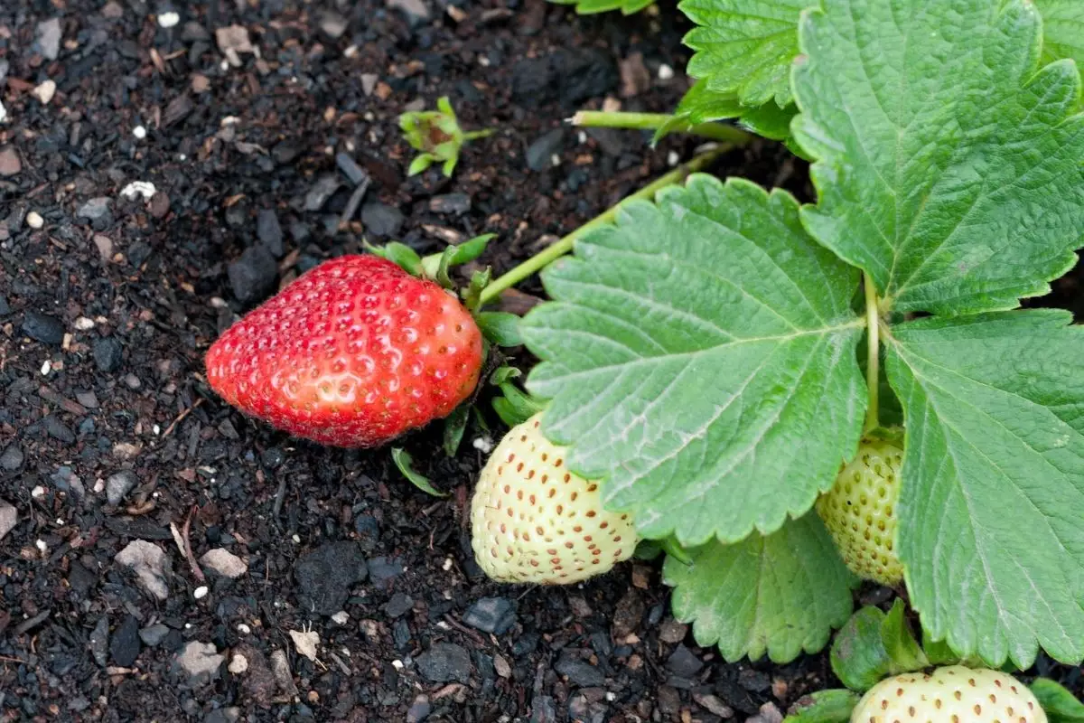 Aprenda como plantar morango em casa e economize muito - reprodução: Canva