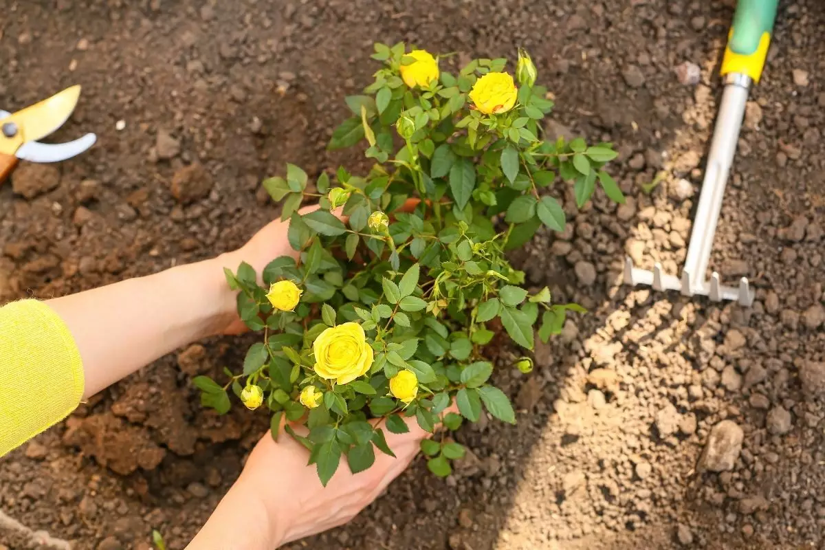Aprenda a fazer mudas de rosa e deixe seu jardim ainda mais incrível - reprodução: CANVA