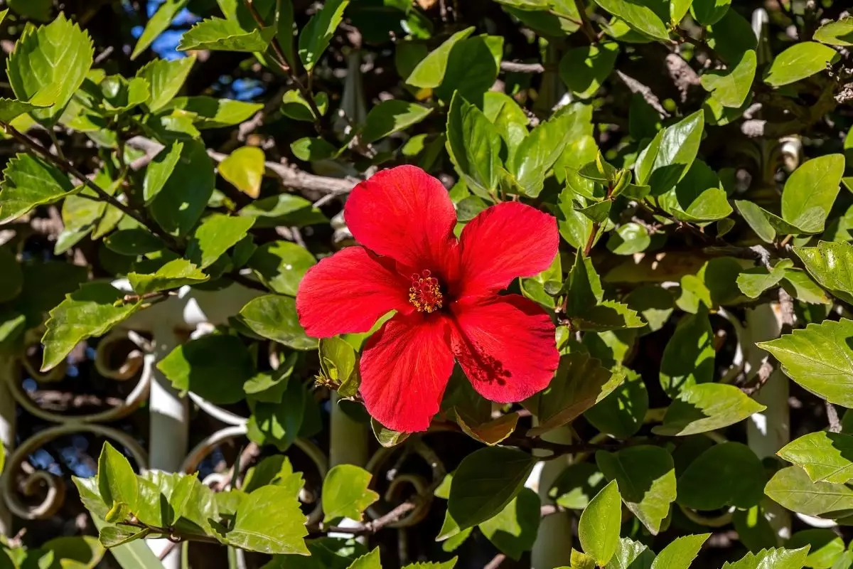 Aprenda o modo certo de como plantar hibisco em casa; saiba mais agora
