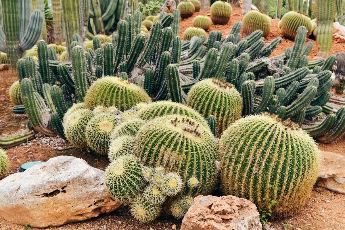 Cactos: saiba como plantar essa espécie tão querida; Confira mais - reprodução: Canva