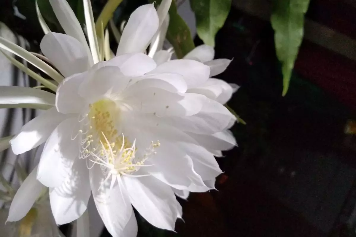 Dama da noite: descubra como você pode plantar essa espécie em casa - reprodução: Canva