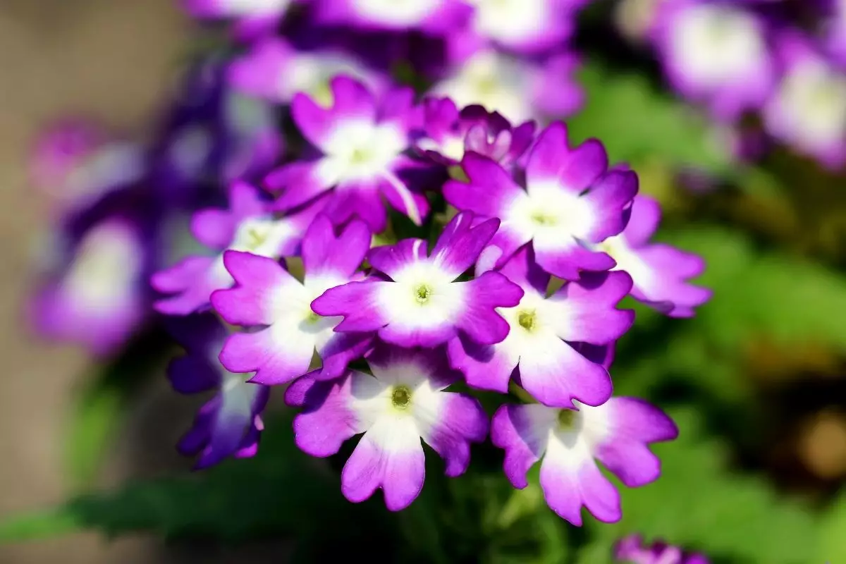 Conheça e saiba como planta a verbena - reprodução: Canva