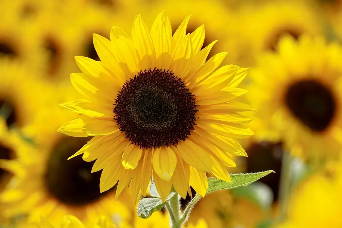 Aprenda como plantar girassol agora mesmo de um jeito fácil - reprodução: CANVA