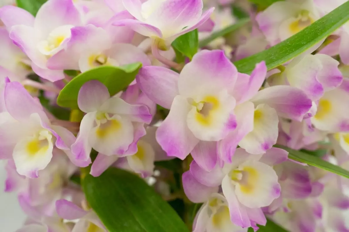 Dendrobium: aprenda como plantar essa espécie sem mistério - reprodução: Canva