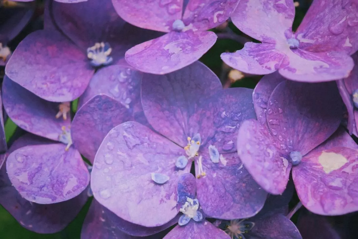 Violeta: aprenda como plantar e cuidar dessa espécie tão delicada; Confira mais