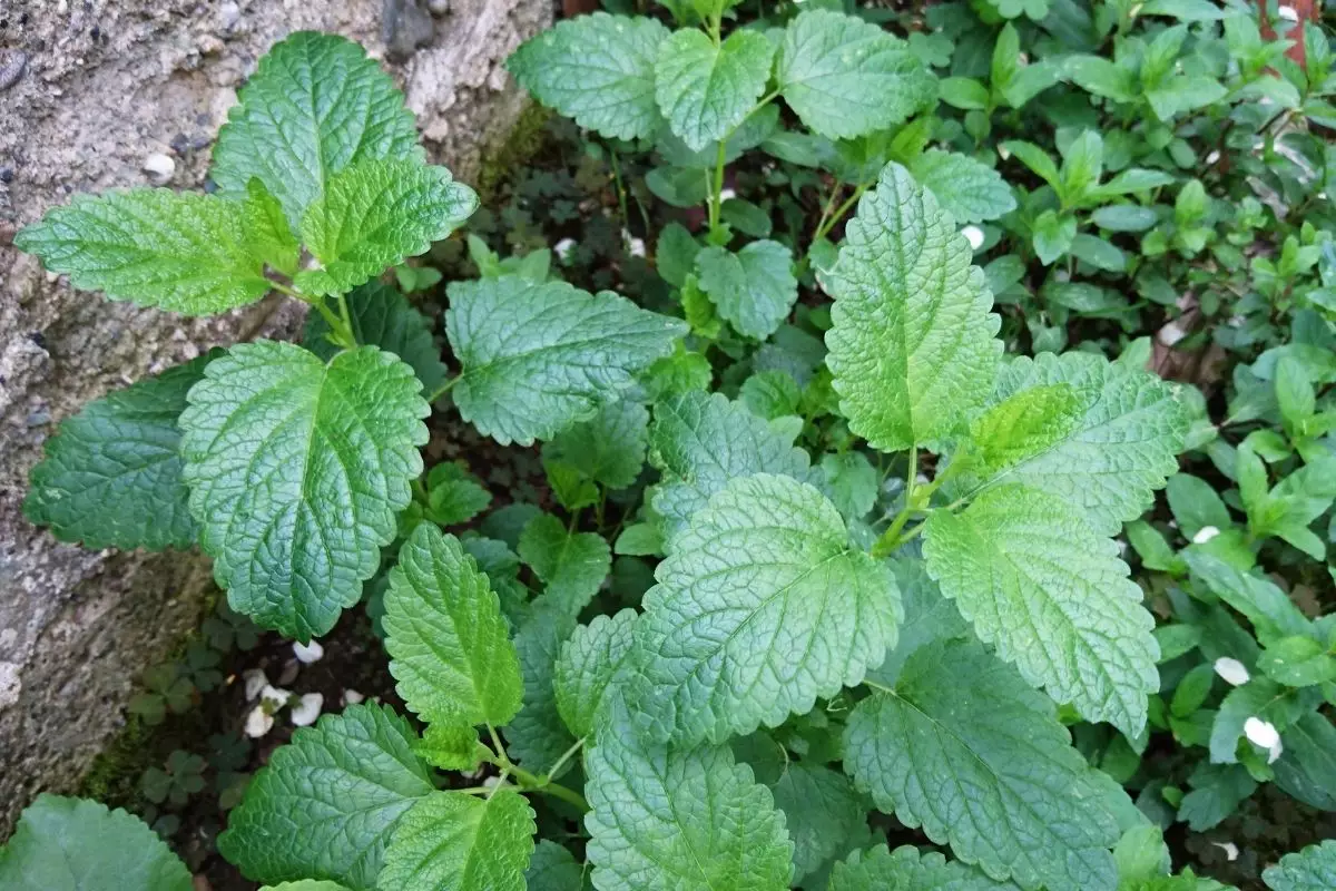 Descubra a melhor forma de plantar melissa em casa; Saiba mais - reprodução: Canva