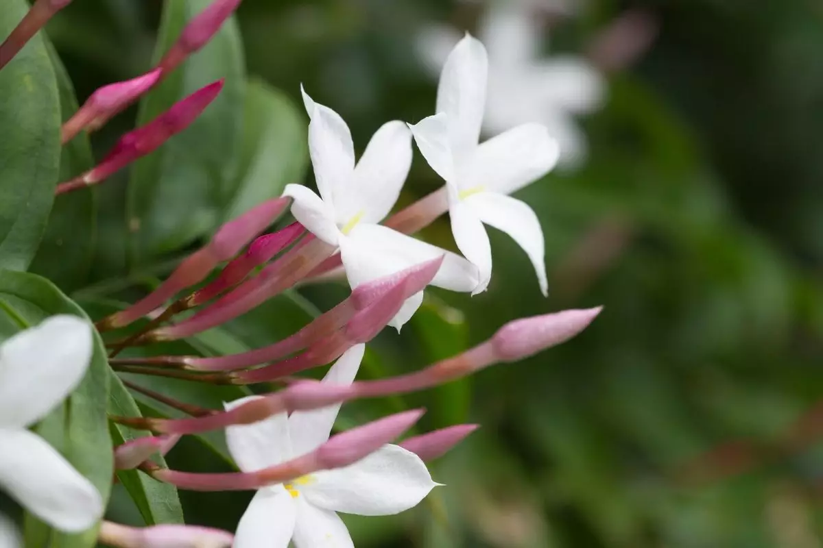 Tenha jasmim em casa; Saiba como plantar essa espécie agora mesmo