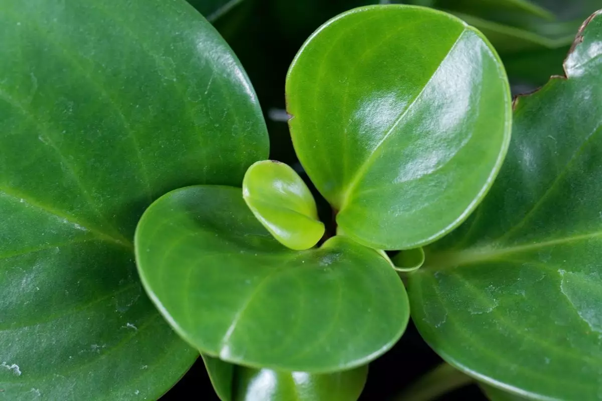 Peperômia: aprenda a cuidar dessa espécie tão charmosa - reprodução: Canva