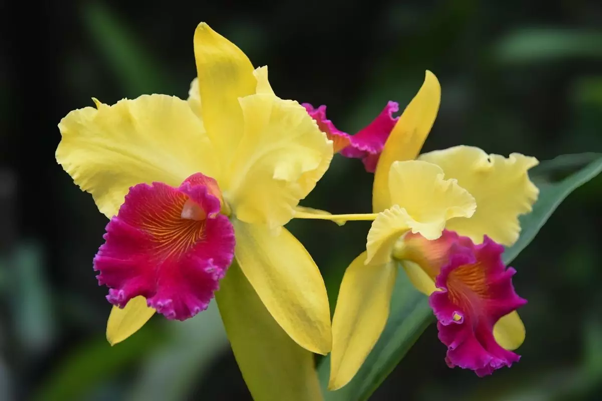 Dicas de adubação para suas orquídeas técnicas para ajudar a florescer - Reprodução Canva