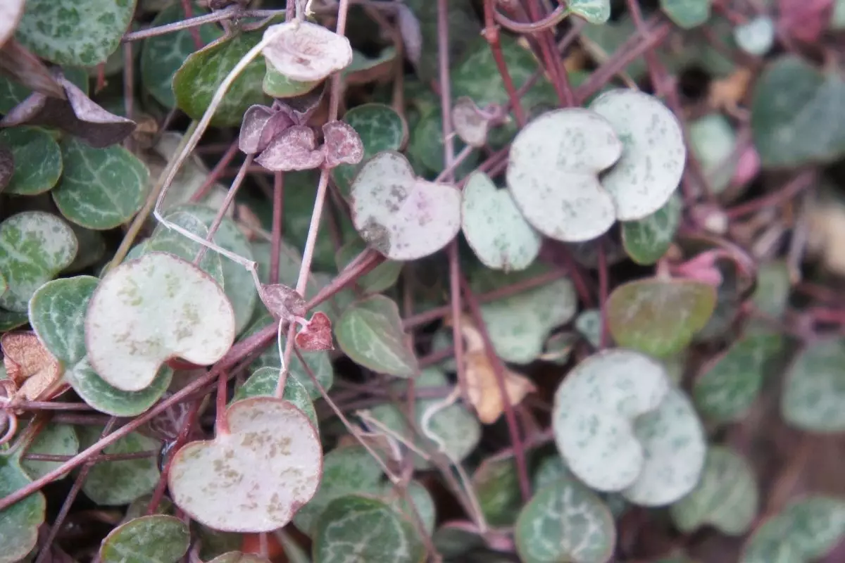 Dicas para começar a cultivar a planta coração emaranhado; confira