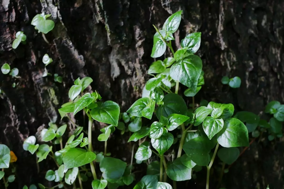 Dicas para cultivar a planta peperômia scardens aprenda agora - reprodução Canva