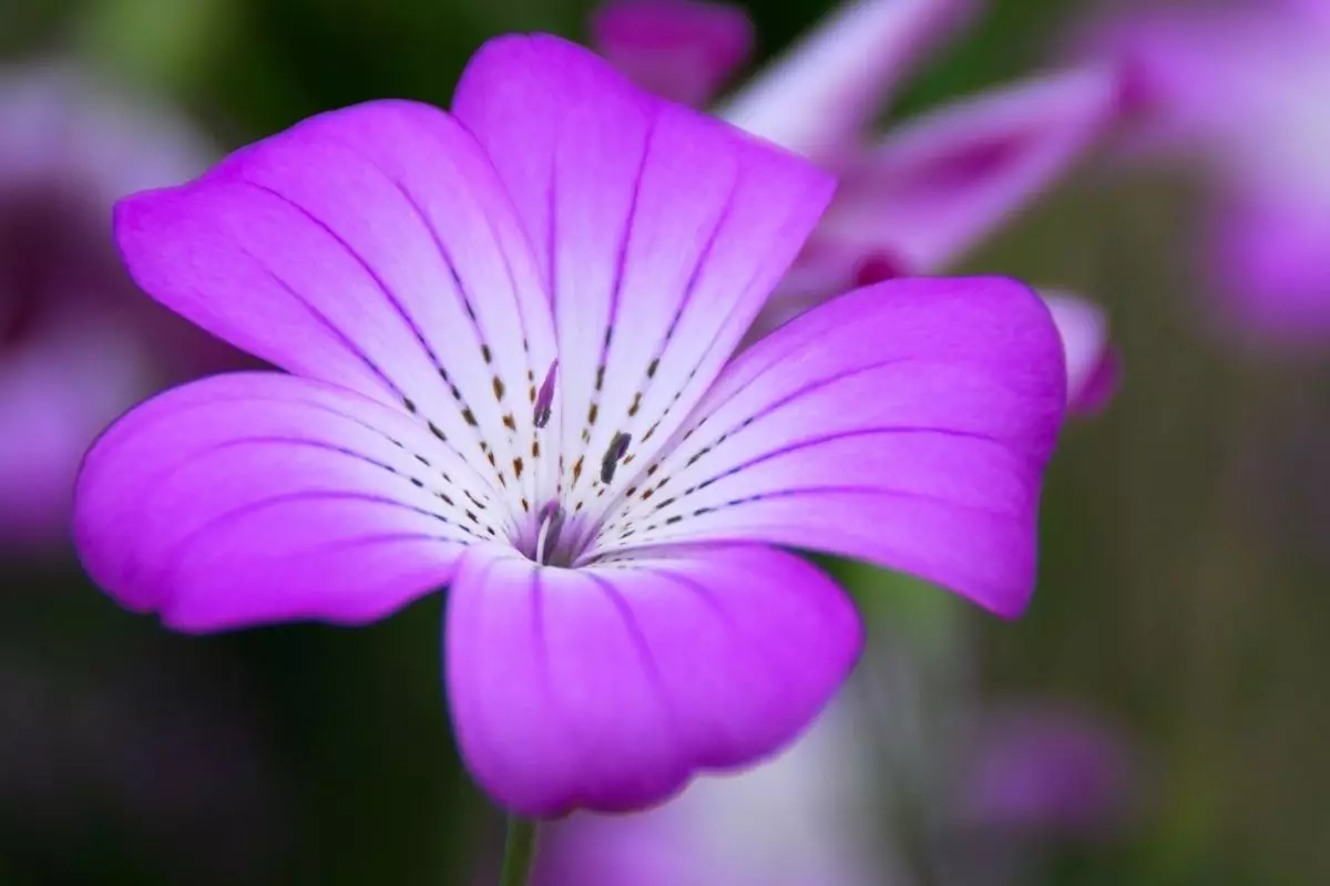 Dicas para ter violetas sempre lindas e floridas saiba cultivar essa planta - reprodução Canva