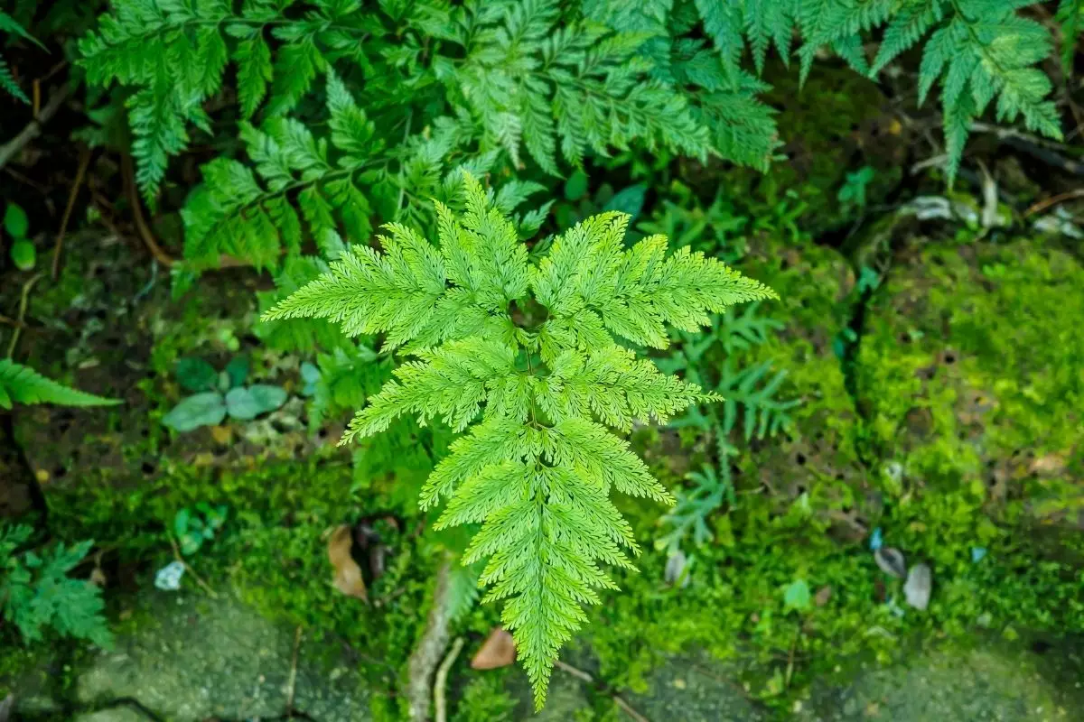 Dicas simples para cultivar a planta Renda-Portuguesa confira agora - Reprodução Canva