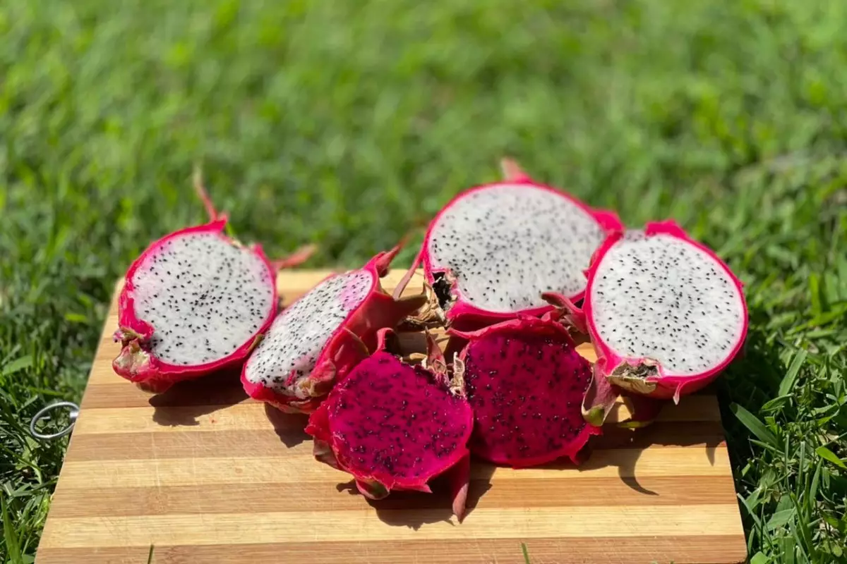 pitaya em vaso - Reprodução Canva