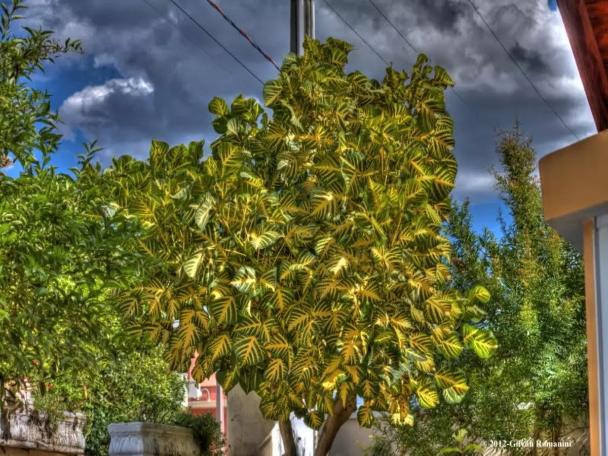Como cultivar Eritrina-verde-amarela? Veja dicas para plantar e nutrir a planta do jeito certo - Fonte: Pixabay