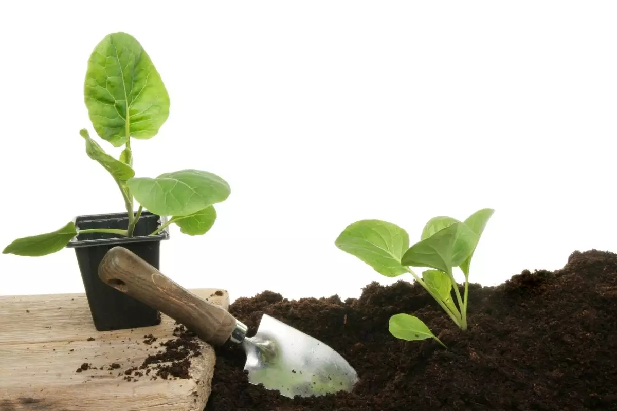 Faça suas próprias mudinhas de plantas confira algumas dicas simples - Reprodução Canva