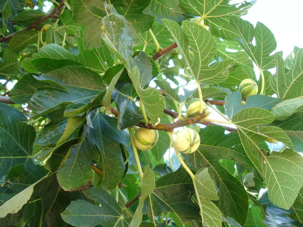 Como cultivar figueira? Veja dicas para plantar em casa e produzir frutos - Fonte: Pixabay