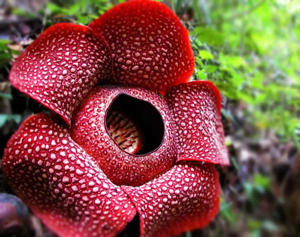 Conheça a maior flor do mundo, a Rafflesia arnoldi! Veja como cultivar e curiosidades - Fonte: Pixabay
