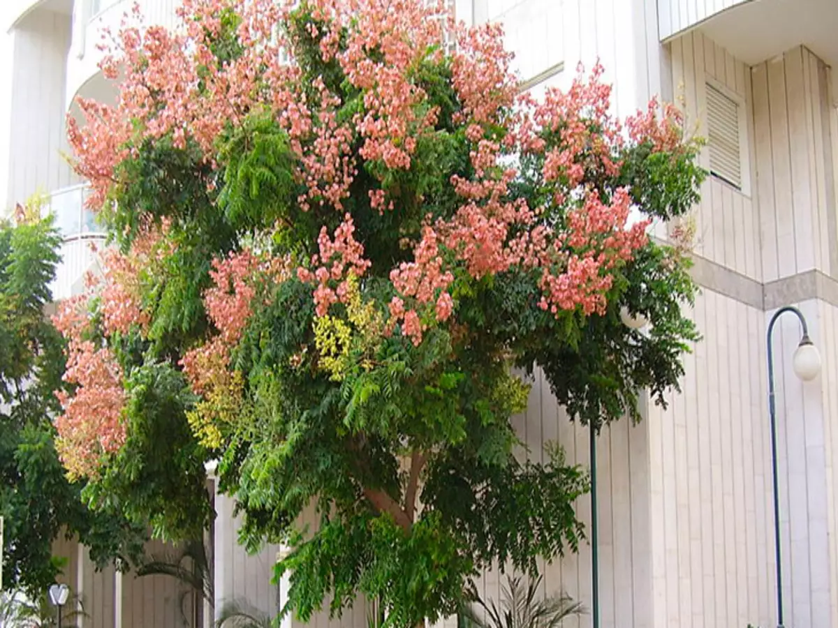 Como cultivar a Árvore da China? Veja dicas de como plantar, passo a passo de como manter - Fonte: Pixabay