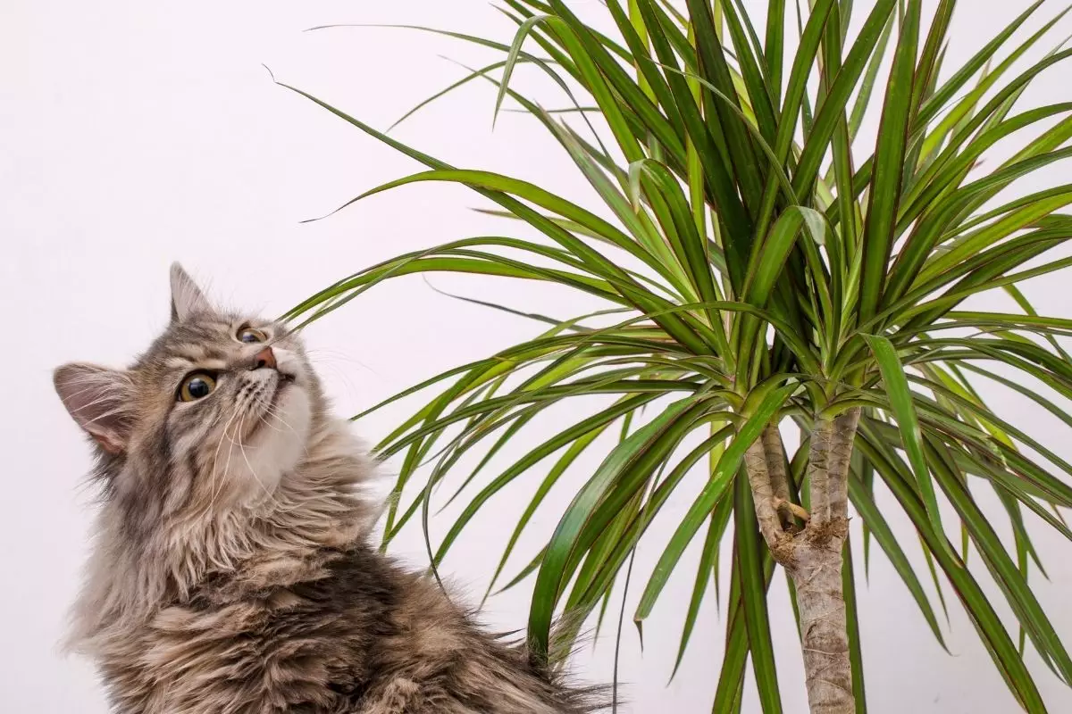 Lista de 10 plantas não tóxicas para gatos: elas não apresentam risco - Reprodução Canva