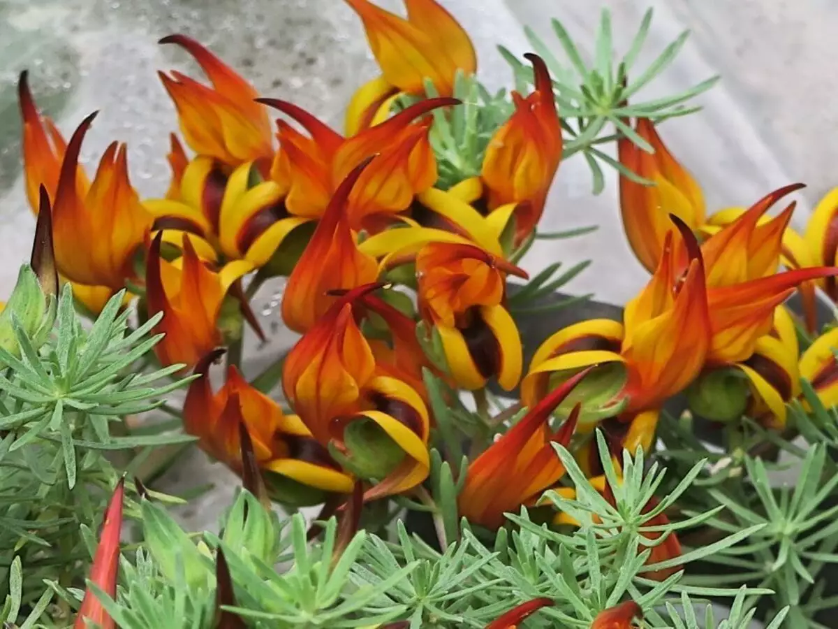 Pico de paloma: como cultivar a planta e dicas de como preparar solo e luz - Fonte: Pixabay