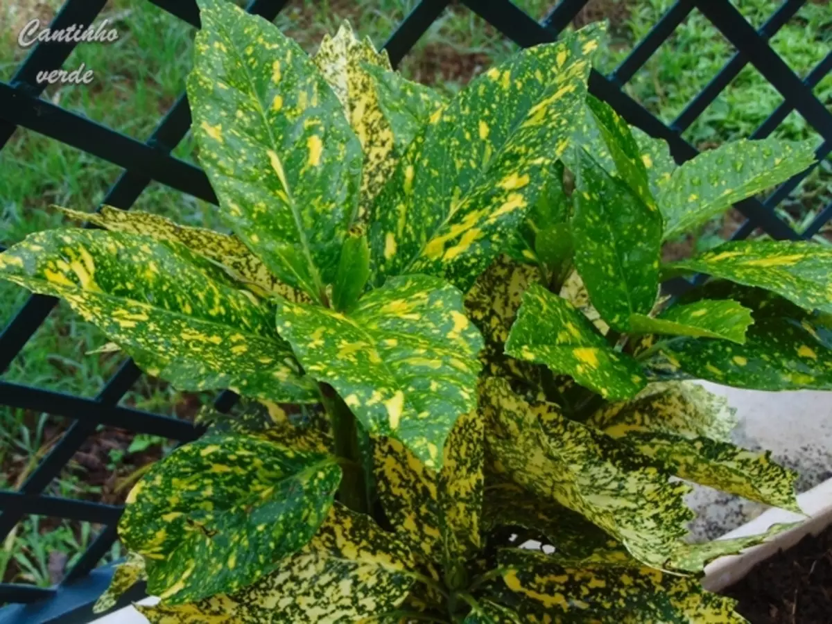 Louro-do-japão: conheça essa planta enigmática e saiba sobre como cuidar - Fonte: Pixabay