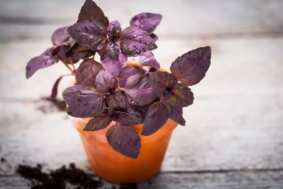 Manjericão Roxo aprenda dicas para cultivar essa erva tão saborosa - Reprodução Canva
