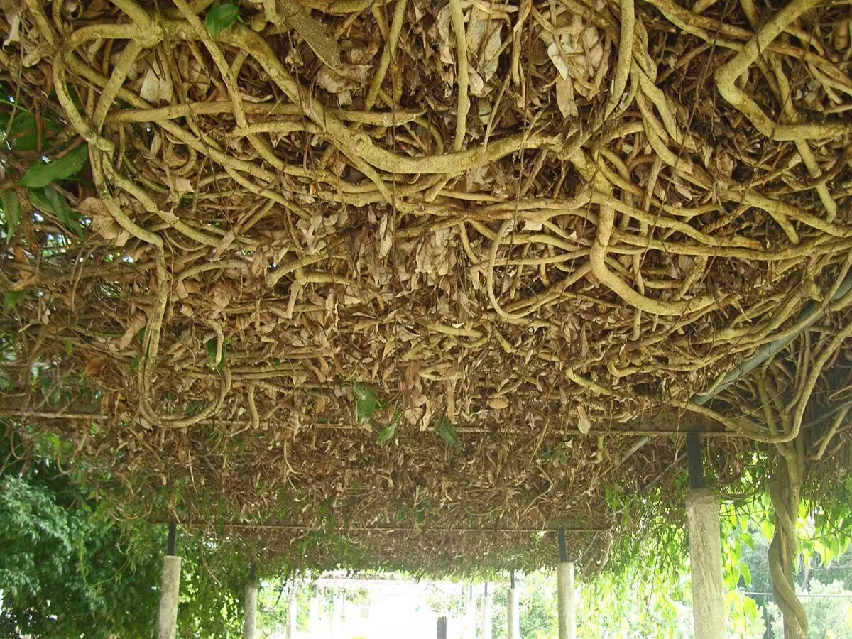 Como cultivar Guaco? Saiba tudo sobre como ter a planta medicinal em casa - Fonte: Pixabay