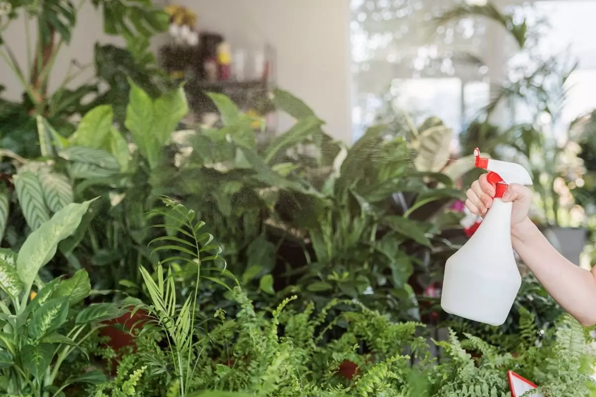 Misturinha milagrosa para salvar sua plantinha sofrida - Canva