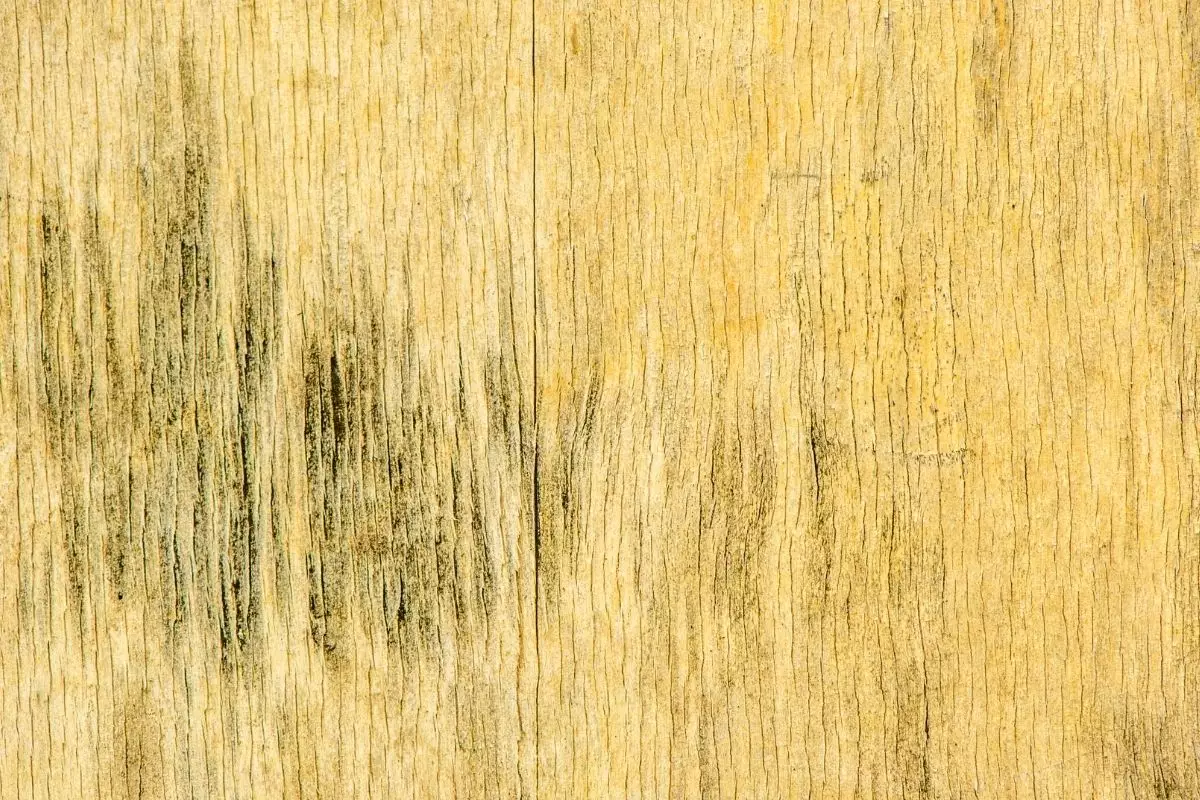 Mofo na madeira - Reprodução Canva