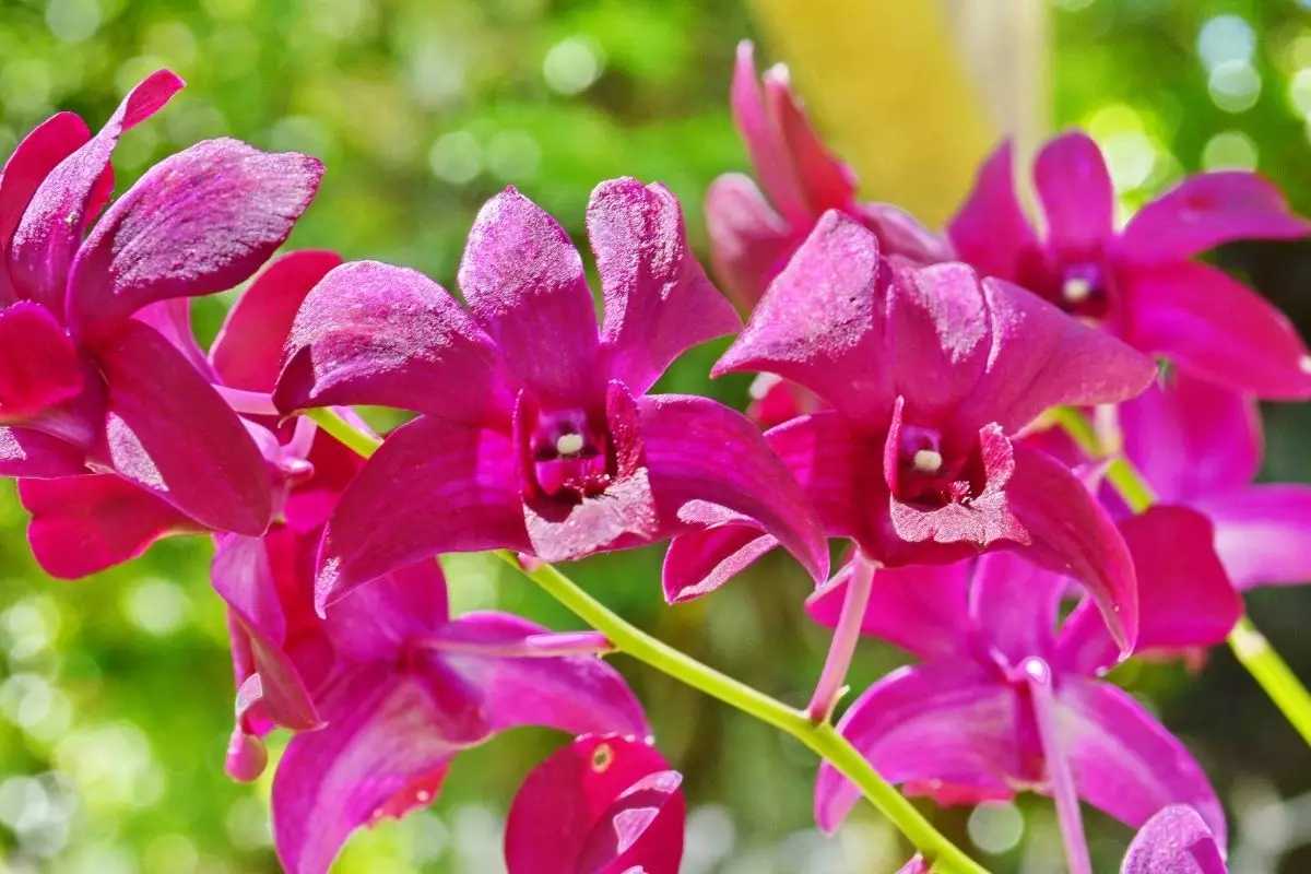 Orquídea Denphal aprenda dicas para a orquídea mais simples de cultivar - Reprodução Canva