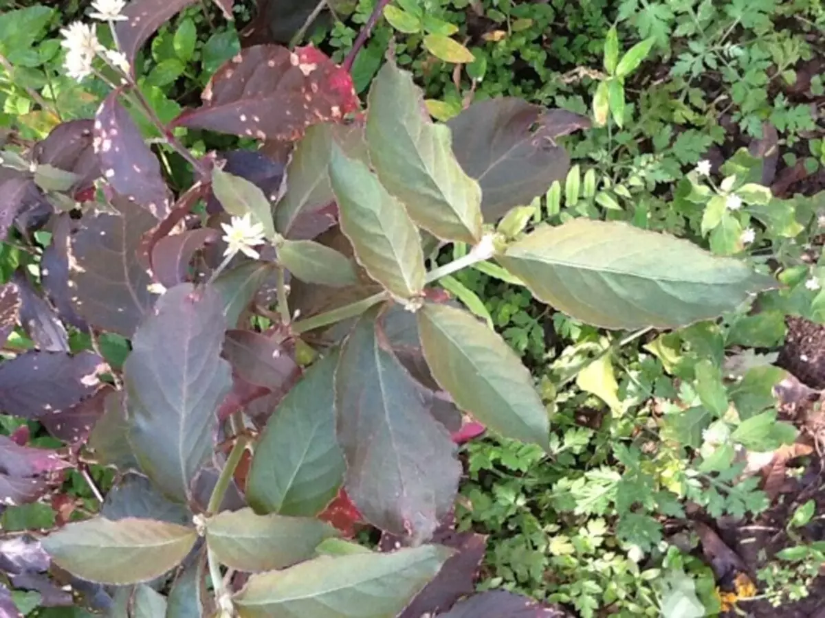 Penicilina: como cultivar em casa e usos medicinais para esse tipo de planta - Fonte: Canvas