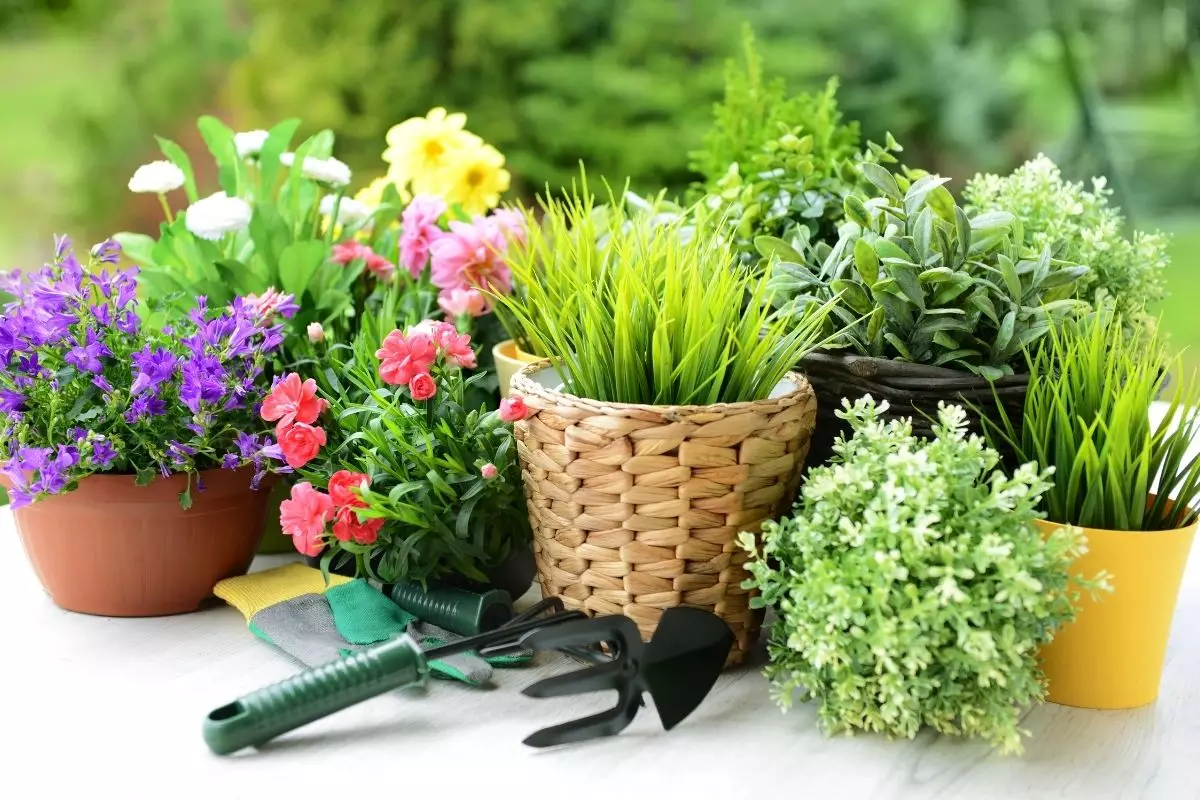 Aprenda o jeito correto de plantar em vasos; Saiba mais agora mesmo - reprodução: Canva