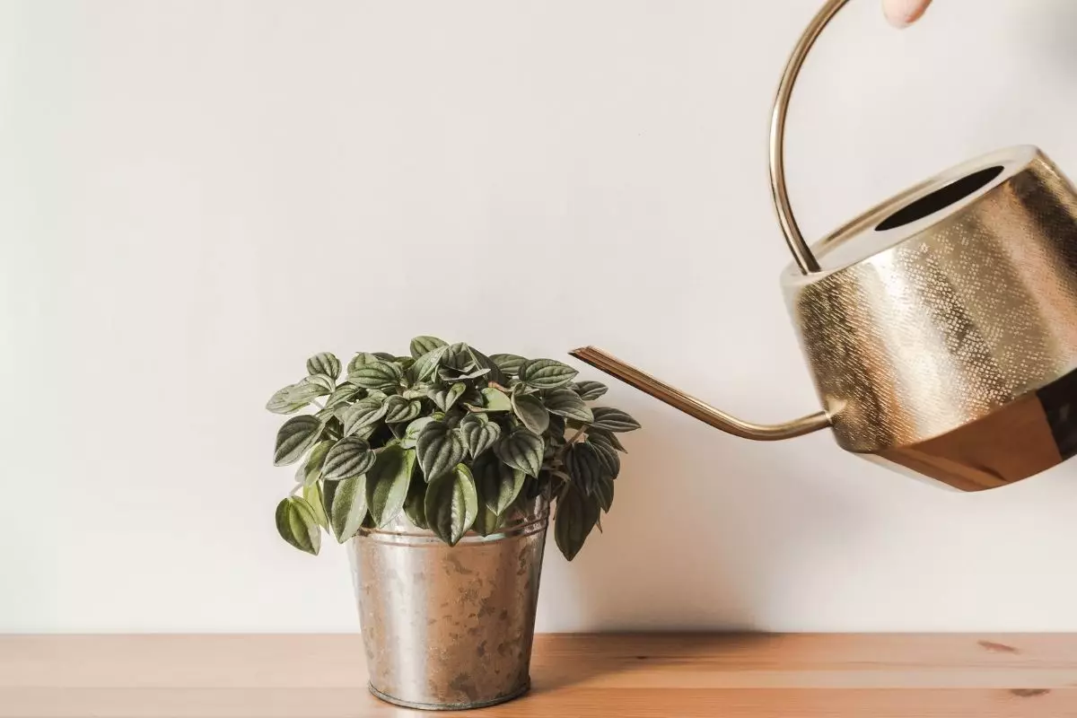 Peperômias com as folhas amarelas e queimadas Saiba como resolver - reprodução Canva