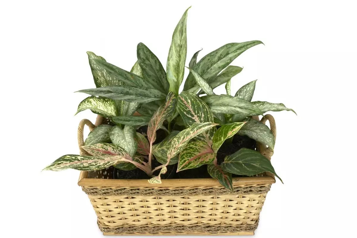Aprenda a cultivar a planta Camilla: dicas de cuidados simples