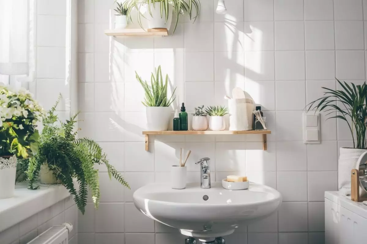 Plantas no banheiro: conheça agora quais são as opções perfeitas