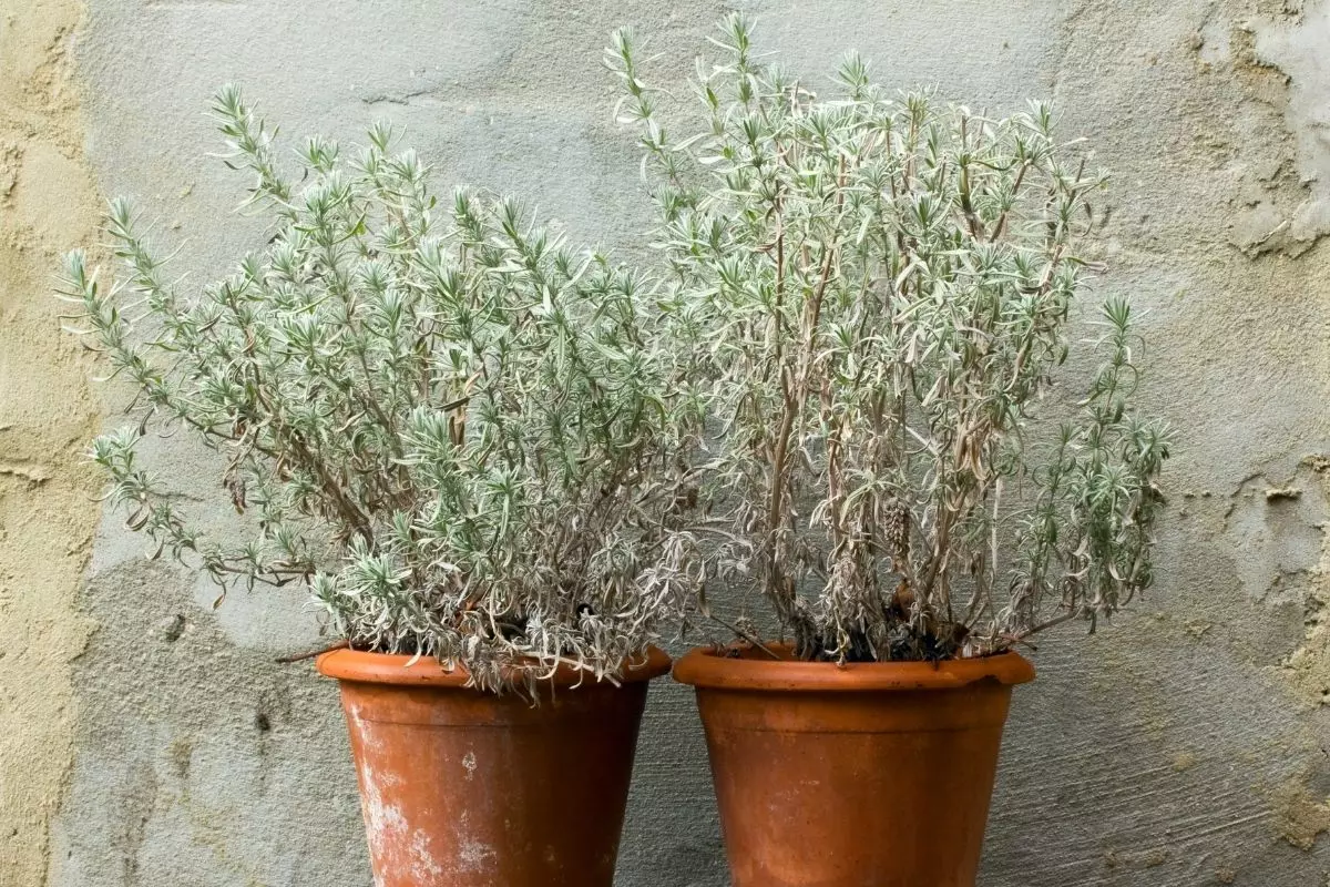 Posso adubar as plantas no inverno Aprenda como resistir essa estação - Reprodução Canva