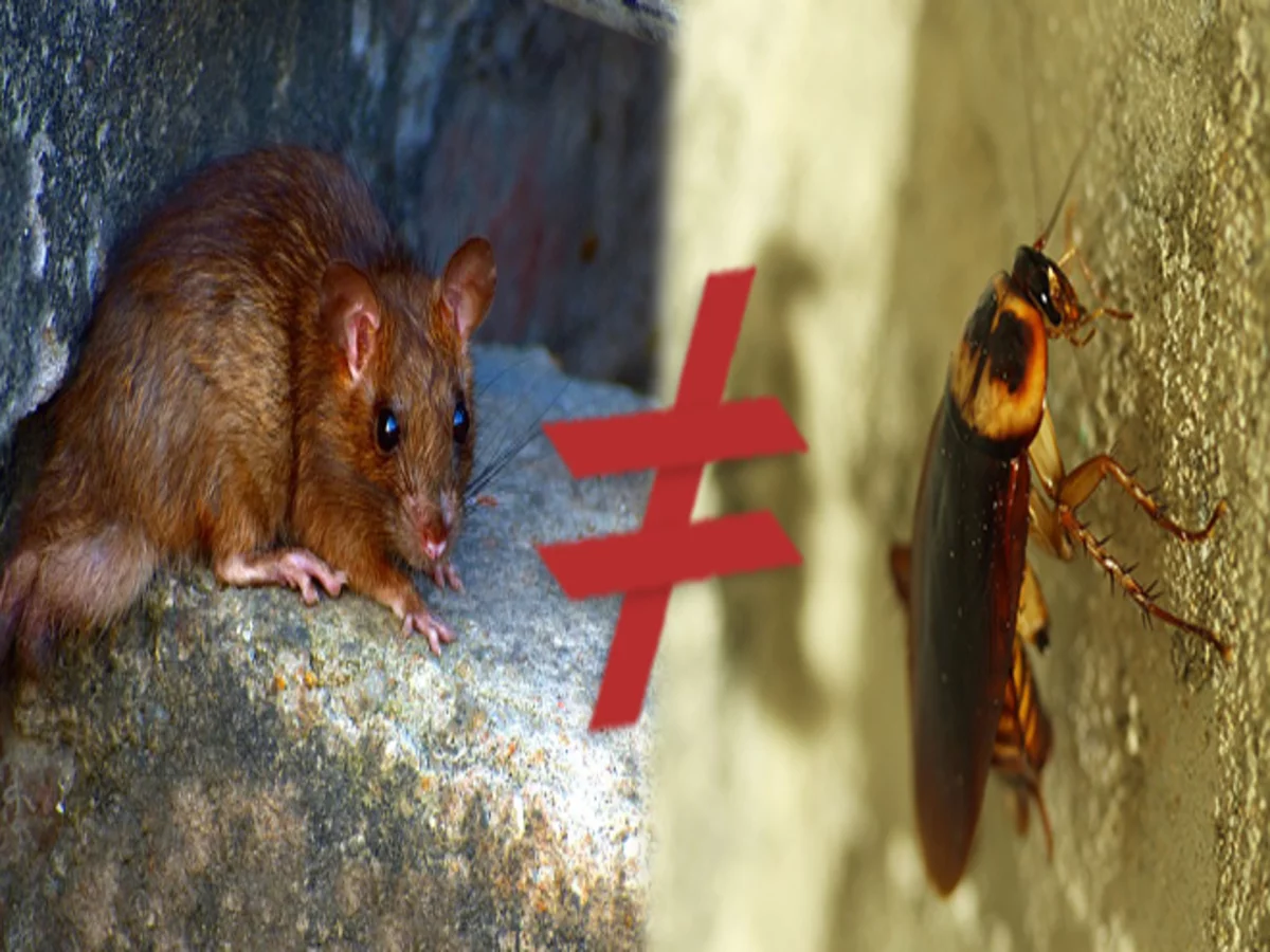 Rato e barata no carro: o que pode ser e como acabar com isso de uma vez por todas