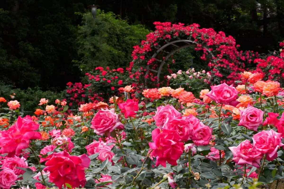 Rosa trepadeira: veja como cultivar esse arbusto que exala perfume