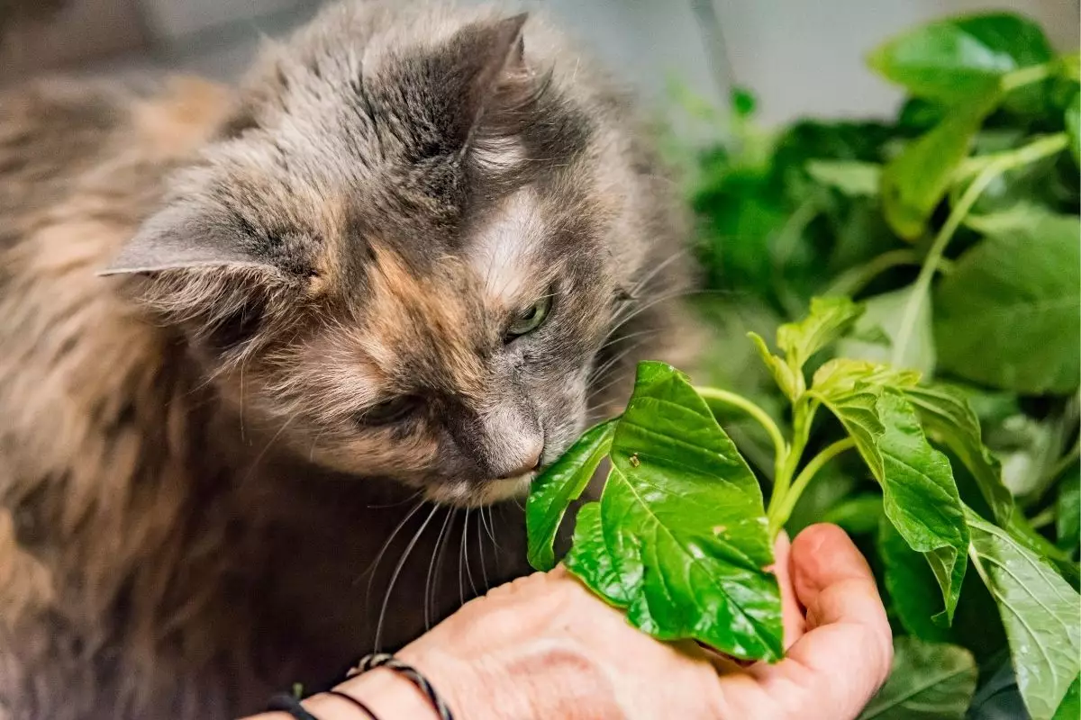 Saiba como manter os gatos longe das plantas dicas para evitar o contato - Canva